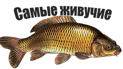 Какая речная рыба в России самая опасная - Рамблер/субботний