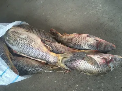 Куплю: рыба речная без посредников в Новосибирске