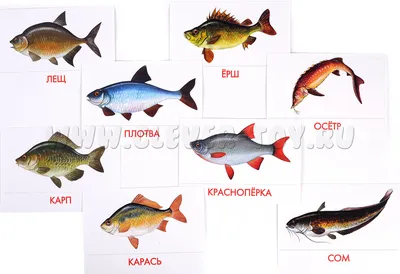 В Украине может исчезнуть речная рыба уже в 2024 году – прогноз ученых - |  Диалог.UA