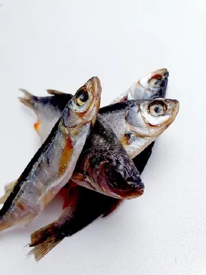 Муляж рыбы - купить искусственную рыбу \"Карась\"