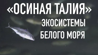 Навага в Онежском заливе Белого моря оказалась крупнее, чем в других  акваториях