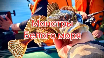 Рыбы белого моря - 63 фото