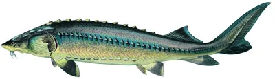 РЫБОХОЗЯЙСТВЕННАЯ ХАРАКТЕРИСТИКА ЩУКИ ESOX LUCIUS (L.) ТОПО-ПЯОЗЕРСКОГО  ВОДОХРАНИЛИЩА (ВОДОСБОР БЕЛОГО МОРЯ) ФГБОУ ВО \"АГТУ\" - Эдиторум - Editorum