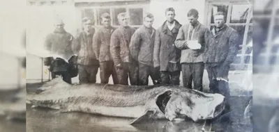 Экскурсия в природу. Подводный мир Белого моря