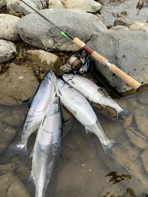 Самая вкусная рыба дальнего востока cherry salmon | Пикабу