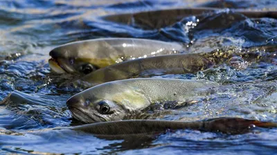 Свежемороженая рыба ,морепродукты оптом ,прямые поставки с Дальнего востока  ,рыбная мука,дпз. - купить в компании ГЕБ-прим (Владивосток) по лучшей  цене! Условия оплаты и доставки