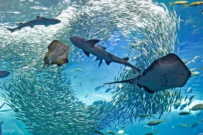 Мелководье Тихого океана Butterflyfish рыб Стоковое Фото - изображение  насчитывающей рыбы, двойник: 96770724