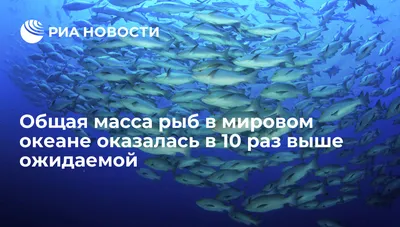 Оказывается, на дне океана тоже живут рыбы. Но они очень странные | РБК Life