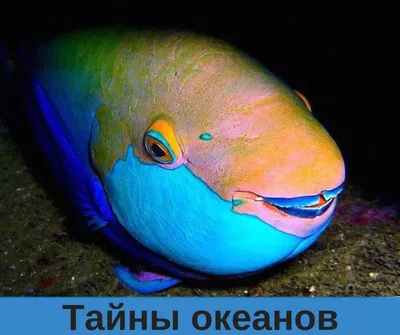Китовидка: 3 разных рыбы, ставшие одной рыбой. «Безумие для биолога» из  тёмных глубин океана | Пикабу