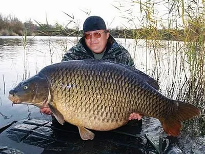 Воронежский рыбак поймал 19-киллограммового карпа – Новости Воронежа и  Воронежской области – Вести Воронеж