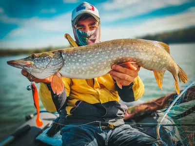 Счастливый рыбак с рыбой судака. Walleye успеха на рыбалку на диком реке  Стоковое Фото - изображение насчитывающей звуколокация, природа: 192229370