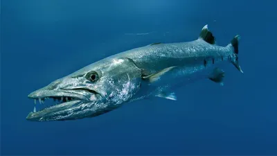 Большая барракуда (Sphyraena barracuda) - YouTube