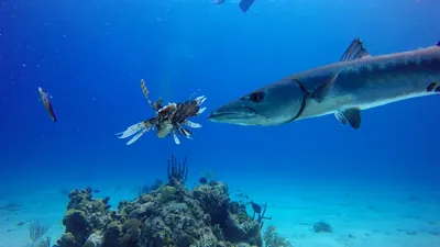 Барракуда. Частый гость на морской рыбалке.