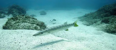 Барракуда: Красное море в крови. И все из-за этой рыбы