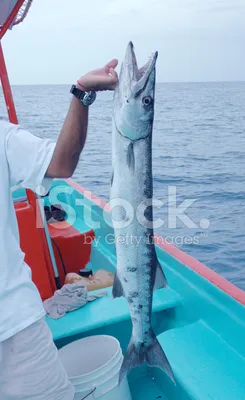 School of barracudas / Стая барракуд. Фотограф PEREPECHAEV PAVEL