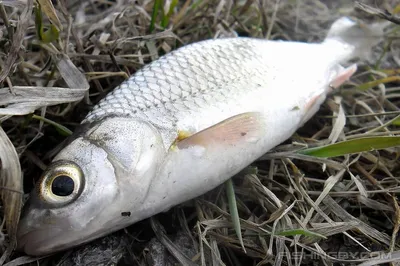 Елец (Leuciscus leuciscus) | FishingBY.com