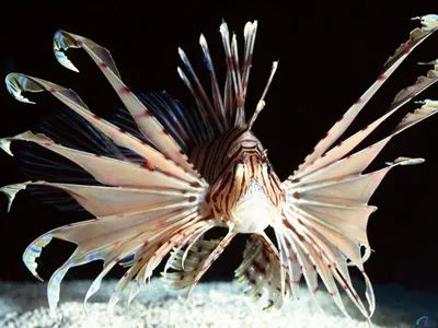 Крылатка полосатая черная - Pterois volitans (8см)