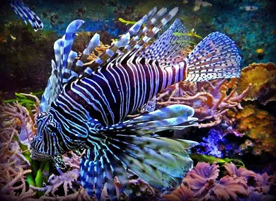 Крылатка Рыбы Море - Бесплатное фото на Pixabay - Pixabay