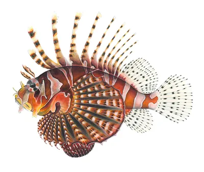 Ядовитые рыбы : Крылатка : Pterois volitans : Карибское Море : Фото :  Aquafanat: аквариум и аквариумистика, форум аквариумистов и аквариумные  рыбки