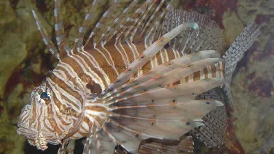 Pterois antennata / Крылатка иглоплавничная – Изготовление аквариумов и  водопадов