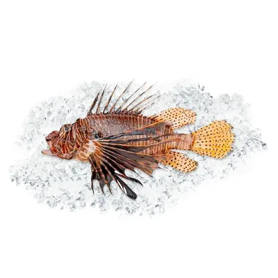 Иллюстрация Рыба-крылатка в стиле графика | Illustrators.ru