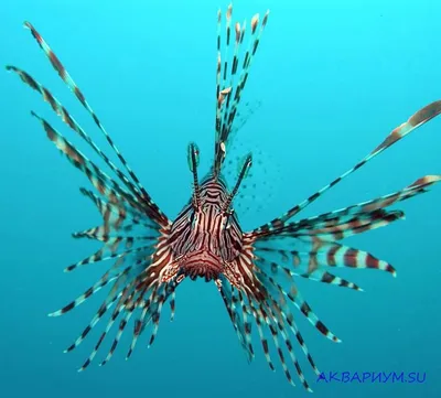 Sharm Sea Tours - Рыба-крылатка - опасная обитательница... | Facebook