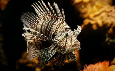 Фото Крылатки Рыбы Подводный мир Кораллы Животные