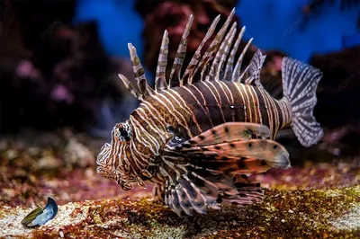 Рыбы кораллового рифа Volitans крылатка-зебры или Pterois тропические,  крылатка-зебра H Стоковое Фото - изображение насчитывающей боль,  тропическо: 61101602