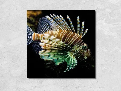 НОВОСТИ – СОБЫТИЯ – Rhodes Aquarium