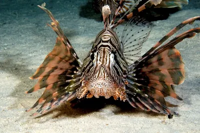 Pterois volitans | Крылатка-зебра, или рыба-зебра, или полос… | Flickr