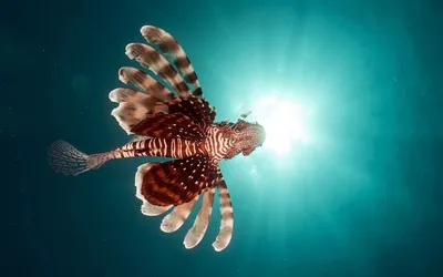 Рыба крылатка в Красном море (62 фото) - 62 фото