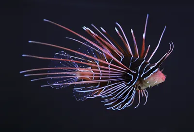 Рыбка искусственная силиконовая Крылатка в аквариум светящаяся - купить с  доставкой по выгодным ценам в интернет-магазине OZON (741376725)