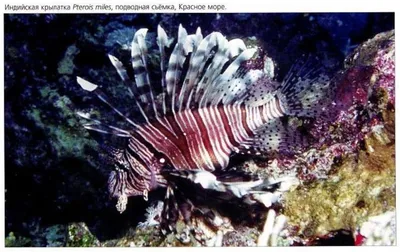 Полосатая крылатка или рыба-лев (лат. Pterois volitans) – Интересные  животные