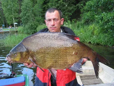 Морской лещ (Sparus aurata) - sharkseafoods.com