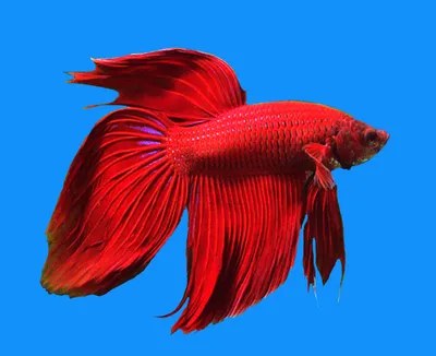 Аквариумная рыбка Петушок коронохвостый самец (Бойцовая рыбка) - Betta  splendens в Екатеринбурге - Интернет-магазин AlexAquaShop.ru