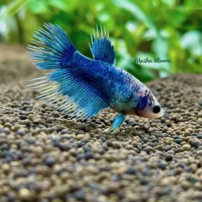 Рыбка петушок betta