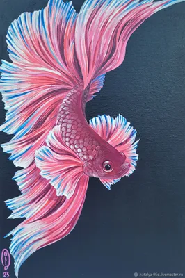 Рыбка петушок / Бойцовая рыбка / Сиамский петушок / Betta Splendens -  «Красивая и неприхотливая рыбка И ФОТО красавца!» | отзывы