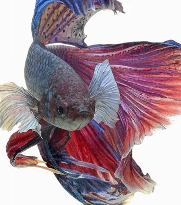 Рыбка петушок / Бойцовая рыбка / Сиамский петушок / Betta Splendens -  «Аквариумная рыбка ПЕТУШОК - завораживает и восхищает своей красотой!  Наконец-то моя маленькая мечта сбылась! + как содержать, чем кормить и