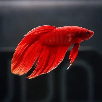 Петушок сиамский Халф Мун Люкс белый (Betta male Halfmoon white) купить  недорого в Москве | Амигофиш