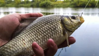 Правила рыболовства в Астраханской области | «ВЕРХНЕЛЕБЯЖЬЕ FISH RESORT»