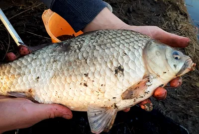 Чудесная рыбалка | Пикабу