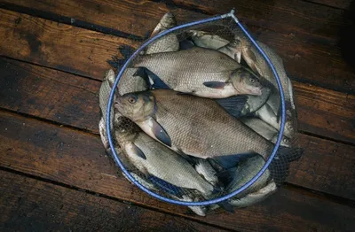 Где искать рыбу в мае? Советы рыбака профессионала. Рыбалка весной 2022. |  Рыбачим Иначе | Дзен