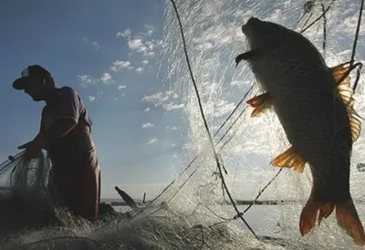 Поход на карася: топ-4 мест для рыбалки в Ленобласти