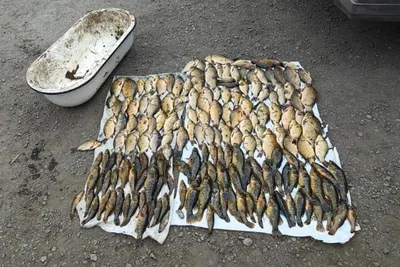 отличный улов во время рыбалки PNG , рыбы, рыбак, ловит рыбу PNG картинки и  пнг рисунок для бесплатной загрузки
