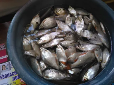 Тюменцы поймали больших рыб в водоемах, где в тюменской области клюет, куда  съездить на рыбалку в Тюмени - 28 мая 2023 - 72.ru