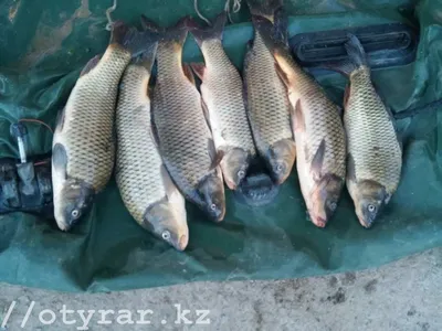 Запрет на рыбалку: где и когда нельзя ловить рыбу в Туркестанской области —  Новости Шымкента