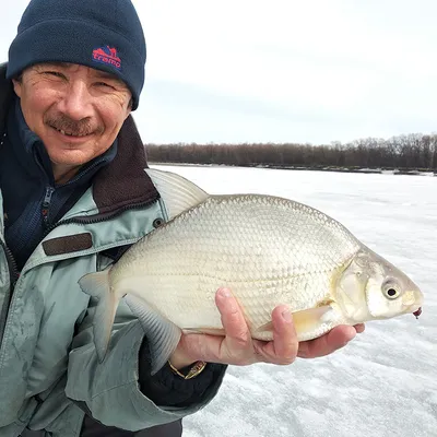 Ловля белой рыбы зимой со льда - способы ловли, оснастка и выбор приманок