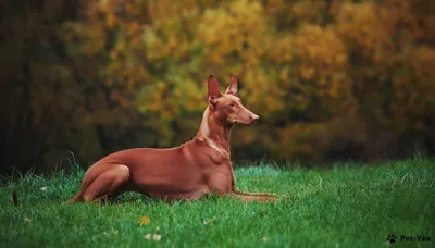 Фото рыжей собаки фотографии