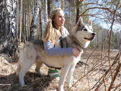 Девушка С Собакой — стоковые фотографии и другие картинки 2015 - 2015,  Бигль, Близость - iStock