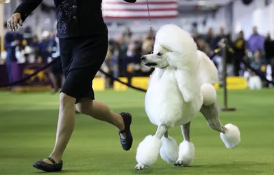 Ежегодная выставка собак Westminster Kennel Club